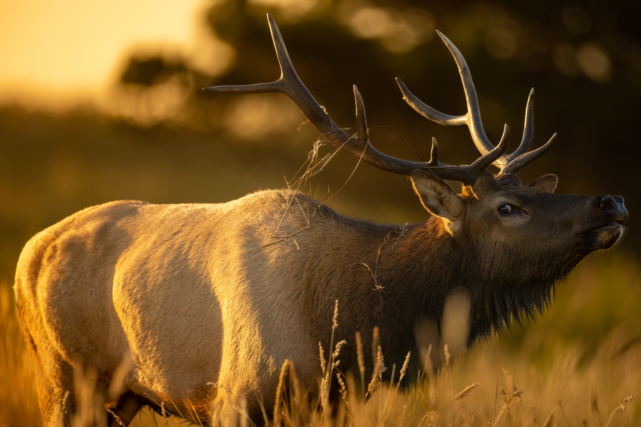 Bull Elk