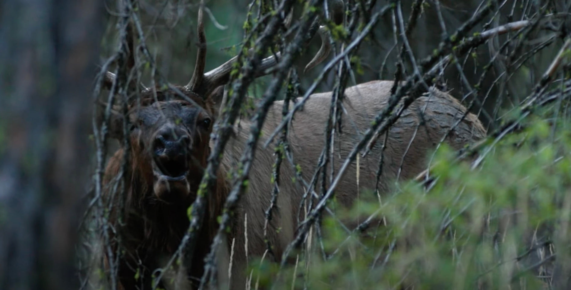 Elk Chuckle